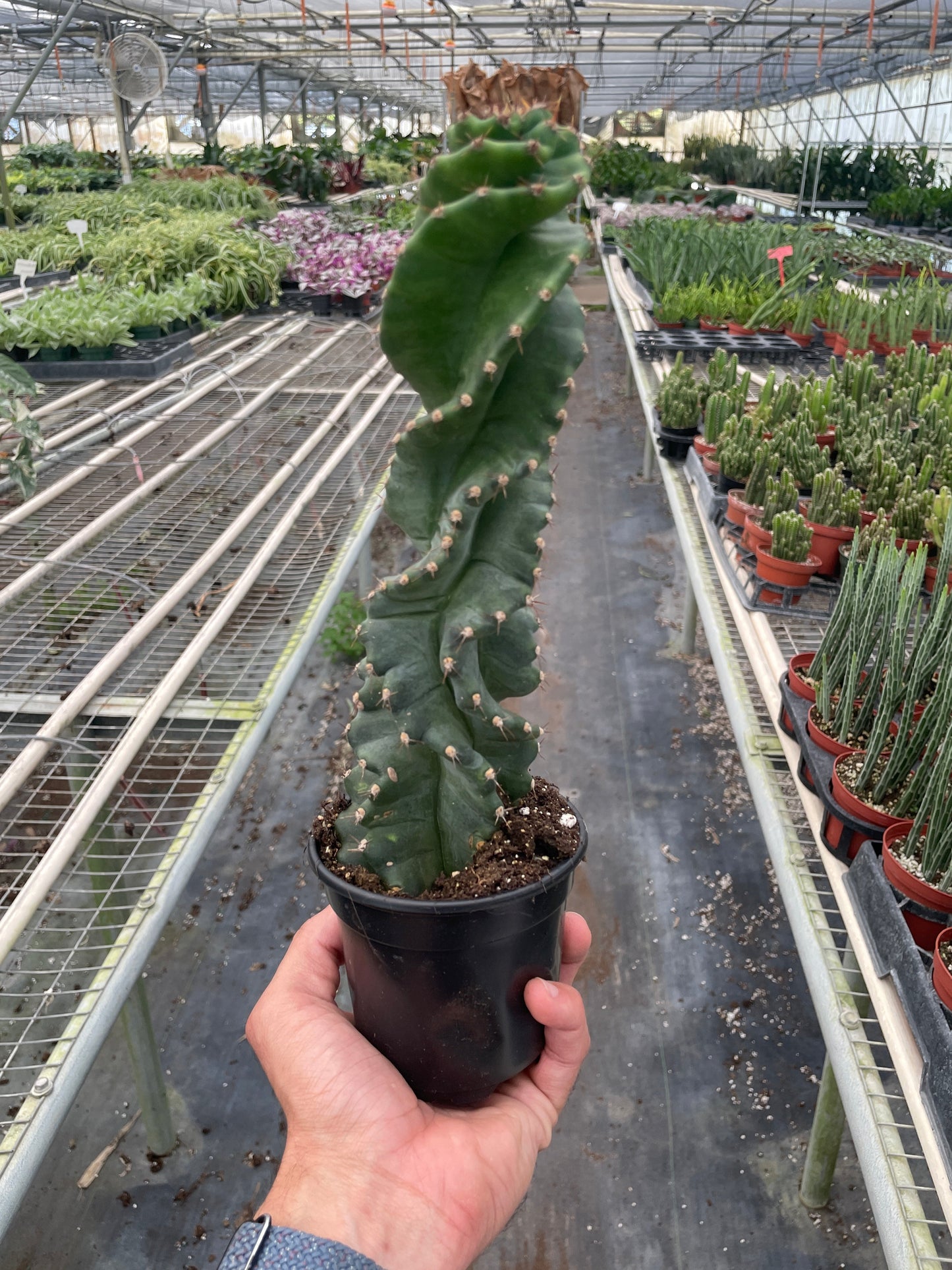 Person holding a potted cactus in a greenhouse filled with plants.