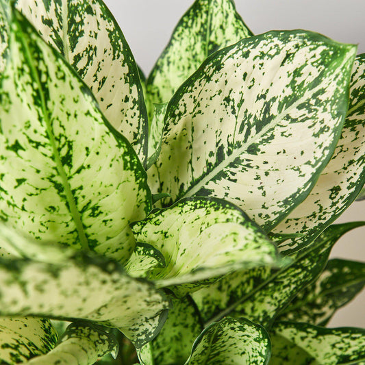 Chinese evergreen first diamond with green leaves with white speckled variegation close up.