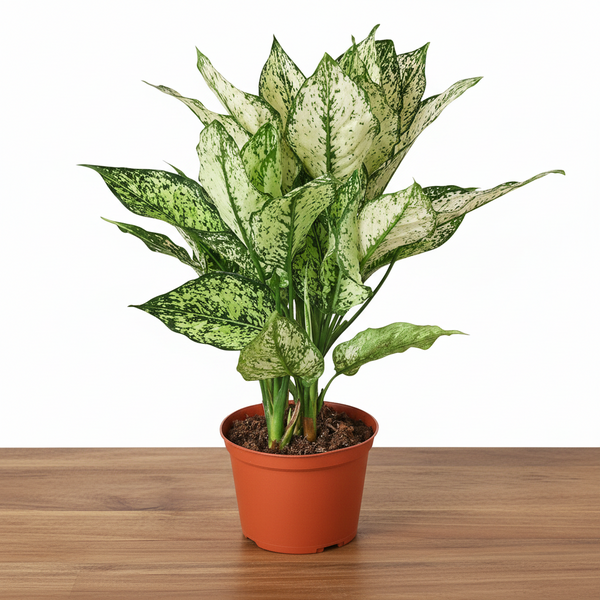 Potted plant with green and white leaves on a white background sitting on a brown table