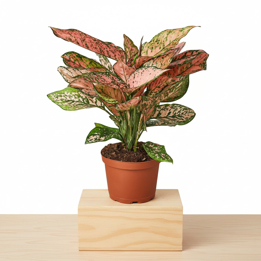 Potted plant with pink and green leaves on a white background sitting on a wood box sitting on a table