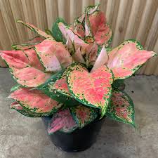 Chinese Evergreen 'Lady Valentine'