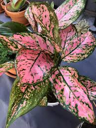 Chinese Evergreen 'Lady Valentine'