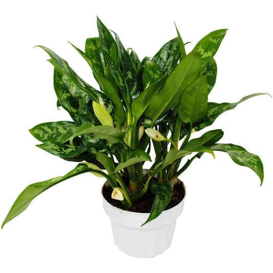 A potted variegated green on green patterned Chinese Evergreen Maria Aglaonema plant with long glossy green patterned leaves with white flower buds growing in a white plastic pot.