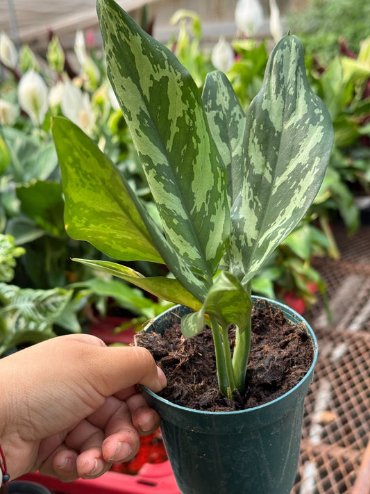 Potted chinese evergreen maria aglaonema plant with green variegated leaves held by a hand in a green pot in a garden setting.