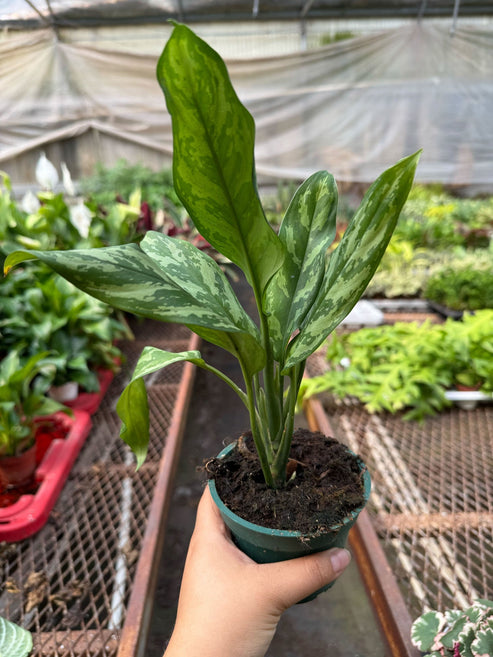 Chinese Evergreen ‘Maria’ | Easy-Care Aglaonema Houseplants Online ...