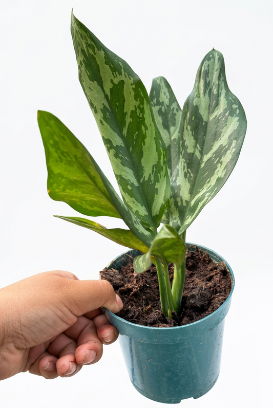 Hand holding a chinese evergreen maria plant with green patterned leaves growing in a green pot.
