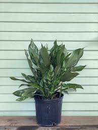 Chinese Evergreen 'Maria'
