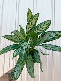 Chinese Evergreen 'Maria'