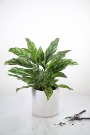 Chinese Evergreen 'Maria'