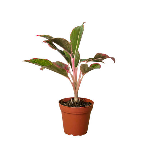 Potted chinese evergreen red siam plant with pink, red and green leaves in a brown pot against a white background. 