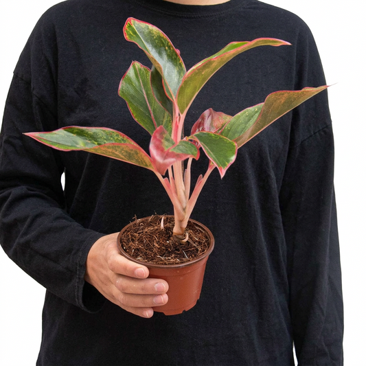 Perosn wearing a dark blue shirt holding a chinese evergreen red siam plant with pink, red and green leaves growing in a brown pot on a white background.