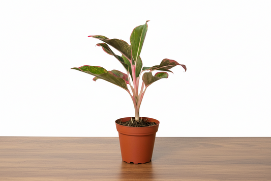 Potted plant with red and green leaves on a white background