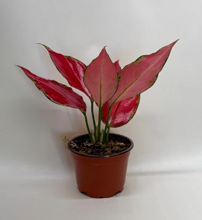 Potted chinese evergreen ruby garuda plant with bright red leaves growing in a brown out against solid white background. 