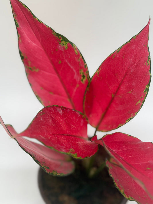 Up close Chinese Evergreen Ruby Garuda with red leaves and white background.