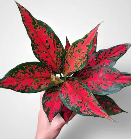 Chinese Evergreen 'Ruby Garuda'