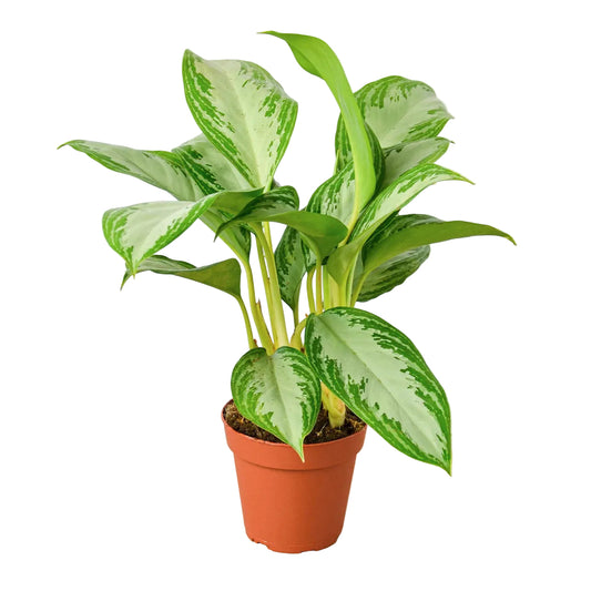 Potted Chinese evergreen ‘silver bay’ with vibrant green and silver leaves in a brown pot