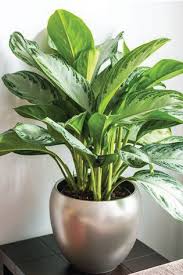 Chinese Evergreen 'Silver Bay'