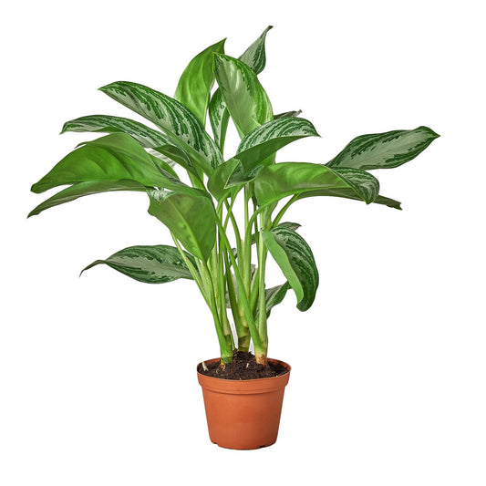 Potted Chinese evergreen ‘silver bay’ with vibrant green and silver leaves in a brown pot.