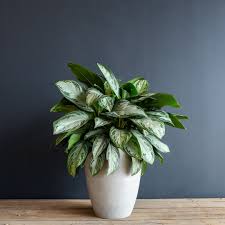 Chinese Evergreen 'Silver Bay'