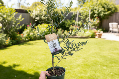 Potted olive tree with a label on a white background