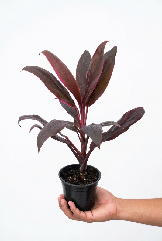 Potted cordyline ‘calyps queen’ plant with purple leaves held by a hand in a greenhouse setting