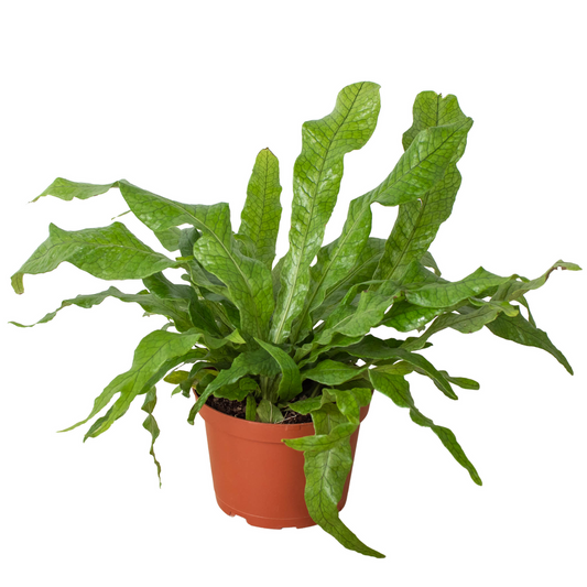 Potted crocodile fern plant with large long textured lobed glossy green fronds in a brown nursery pot on a white background.