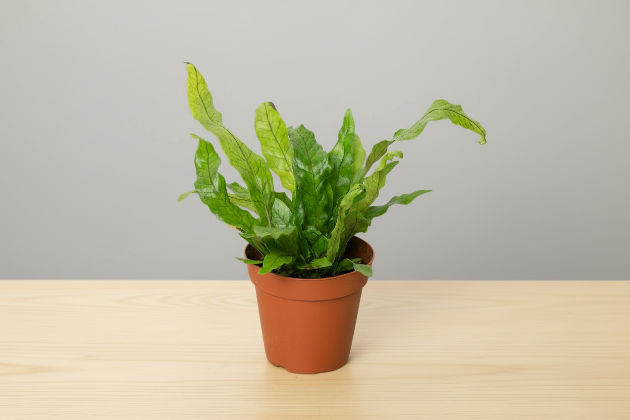 Potted plant with green leaves on a white background