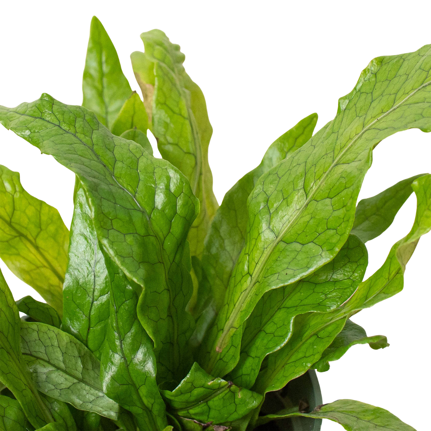 Crocodile Fern (Microsorum musifolium)
