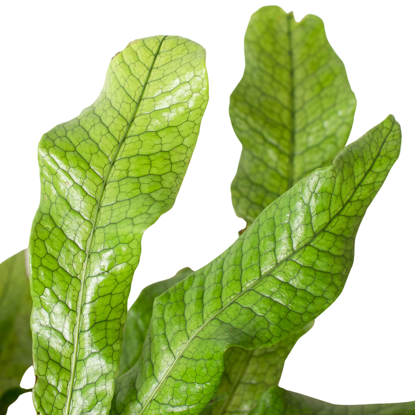 Crocodile Fern (Microsorum musifolium)