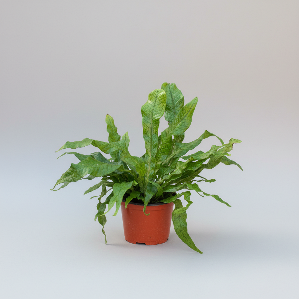 Person holding a potted plant wearing a blue apron on a white background