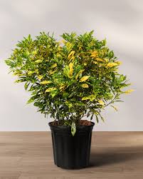 Croton 'Gold Dust'