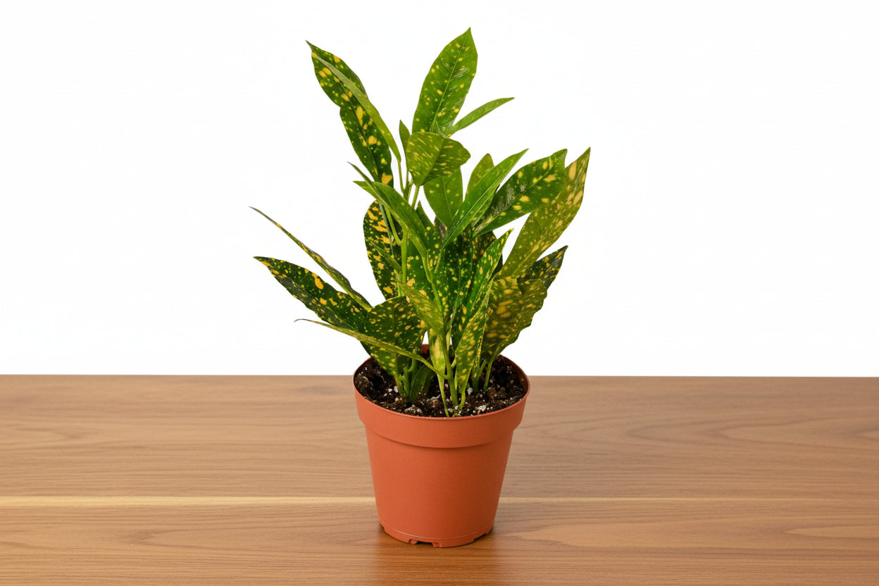 Potted plant with green leaves on a white background