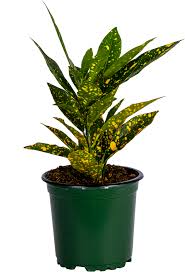 Croton 'Gold Dust'