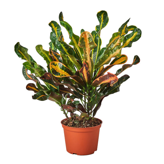 Potted compact croton mammy plant with red, yellow, red and green long leaves in a brown pot against a white background.
