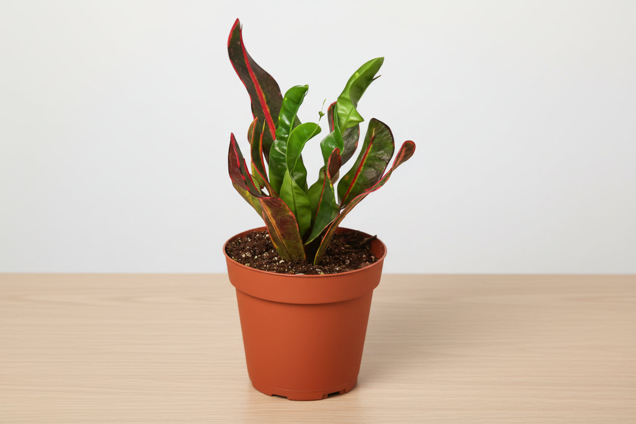 Potted plant with red and green leaves on a white background