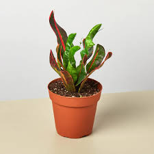 Croton 'Mammy'