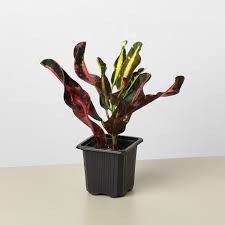 Croton 'Mammy'