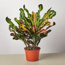 Croton 'Mammy'