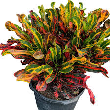Croton 'Mammy'