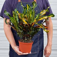 Croton 'Mammy'