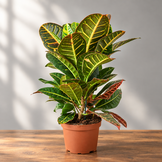 Potted croton ‘Petra’ plant with multi colored leaves in a brown pot on a brown surface with a grey background.