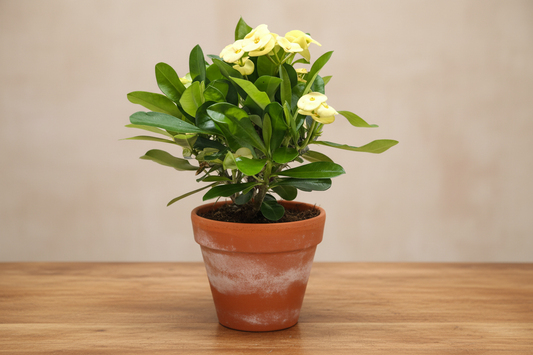 Potted plant with yellow flowers and green leaves on a white background