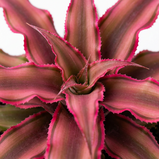 cryptanthus pink star plant close up with long lobed like pink leaves with ruff dark pink edges on a white background.