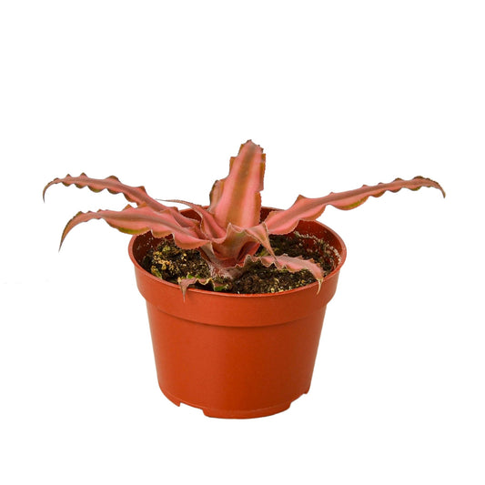Potted Cryptanthus 'Pink Star' plant with pinkish-red leaves on a growing in a brown pot against a solid white background.