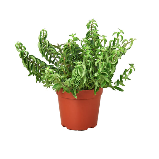 Potted compact curly lipstick plant with curly cupped green small leaves on green stems in a brown pot.