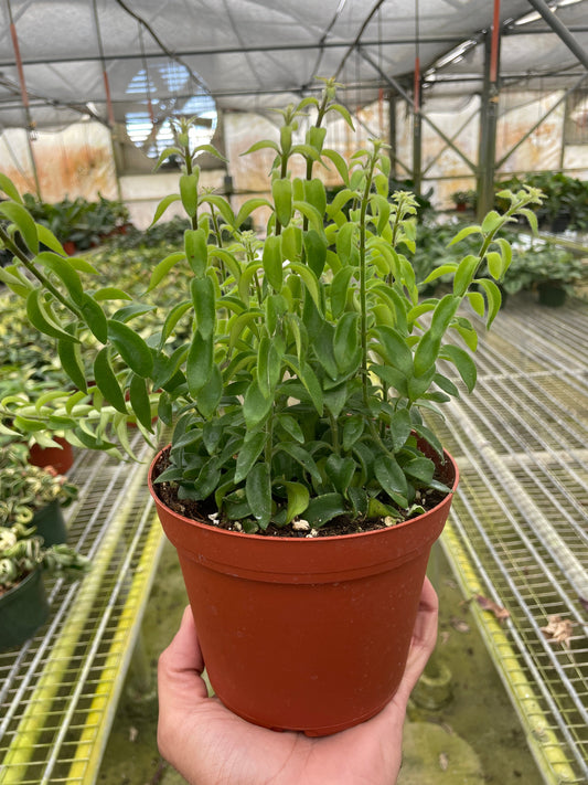 Potted curly lipstick plant with cupped curly small leaves in a brown pot held in a greenhouse setting.