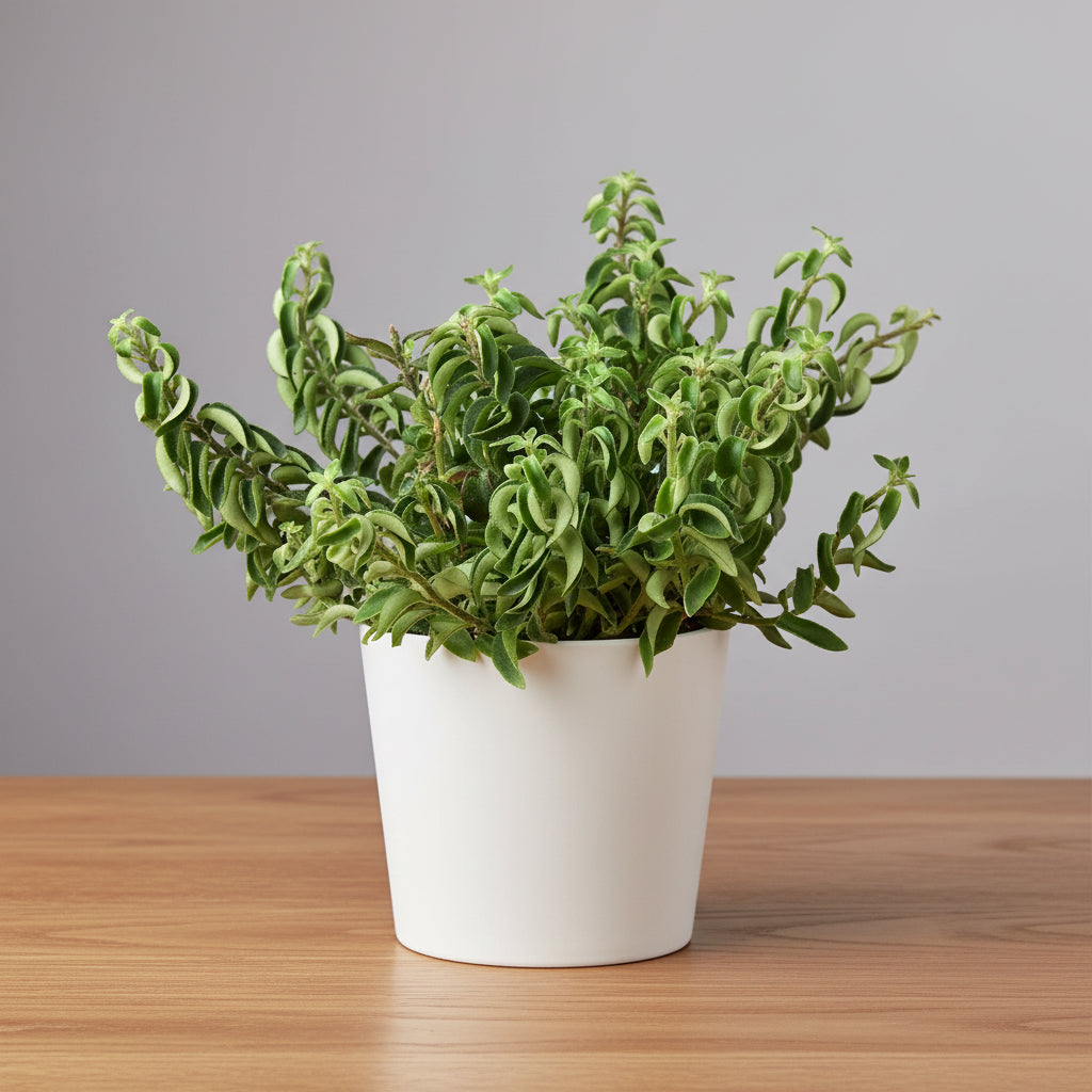 Potted plant with green leaves in a white pot sitting on a brown sure face on a grey background