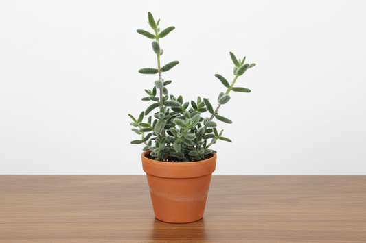 Potted plant with green leaves in an orange pot on a white background