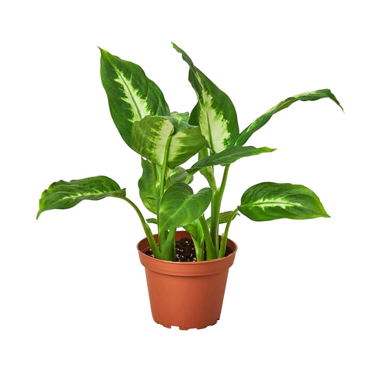 Potted dieffenbachia camelle plant with green and white leaves in a brown pot on a white background.