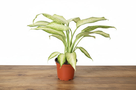 Potted plant with green leaves on a white background